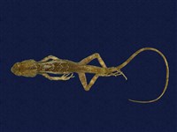 藏品(斯文豪氏攀蜥)的圖片